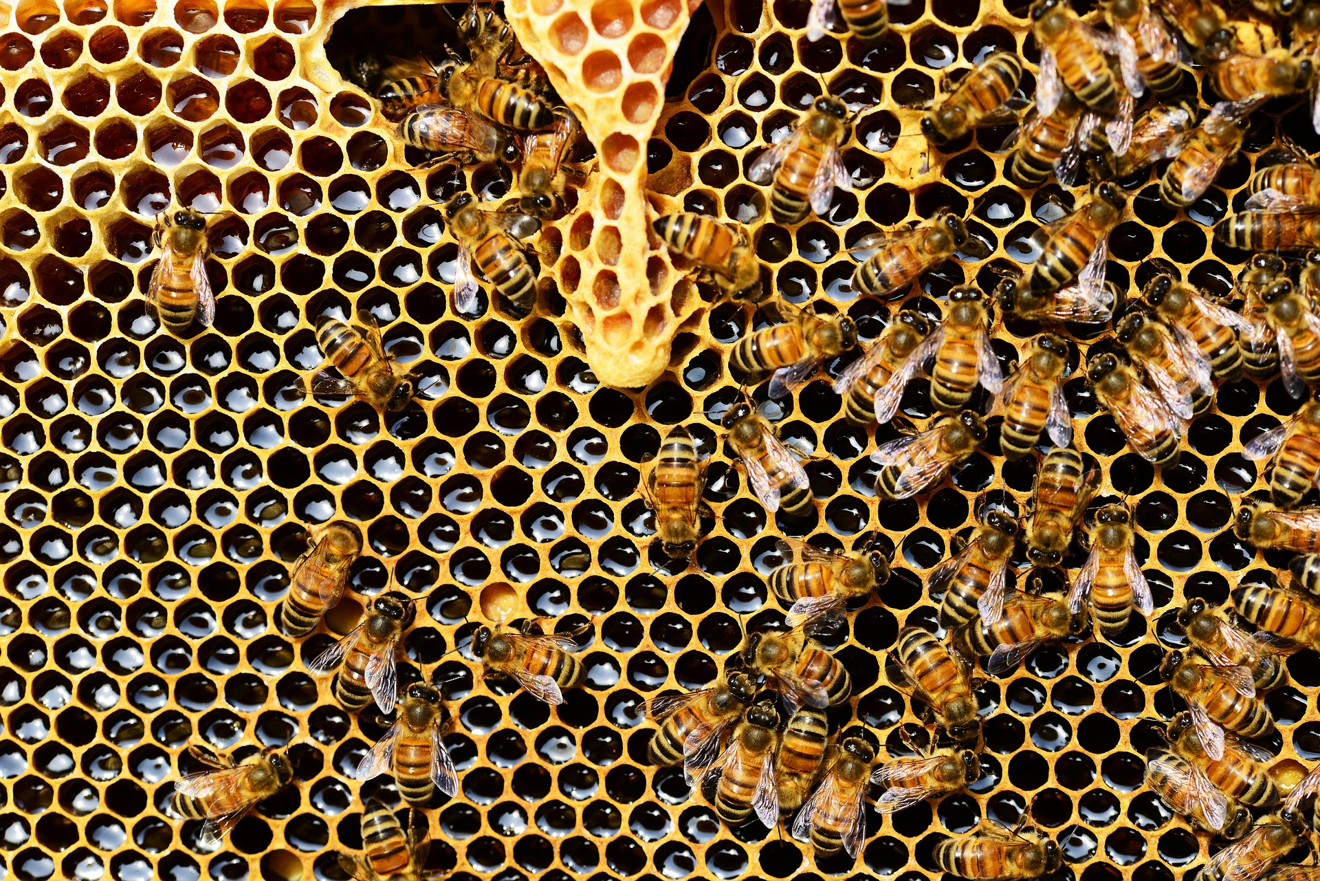 Gelée Royale BIO - Les bienfaits du trésor de la ruche